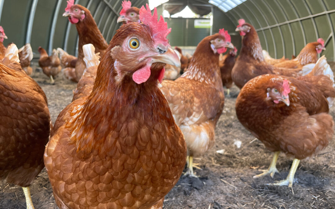 Labcorp, Quest, and ARUP Develop Bird Flu Tests with CDC Help