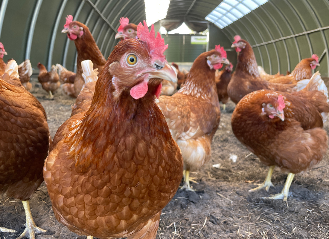 A closeup of a group of chickens in a large chicken coop.